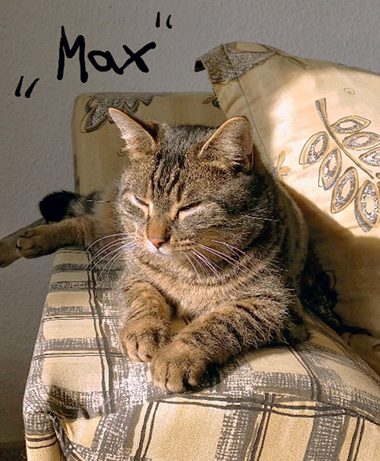 Kater Max 12 550